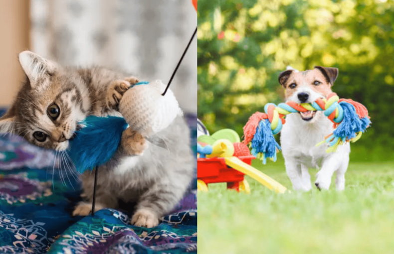 qen dhe mace duke luajtur me lodra