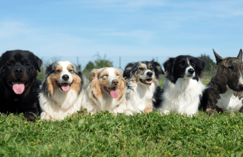 qene te racave te ndryshme