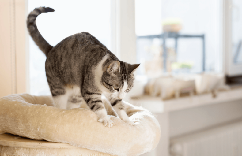 mace duke bere "biskota"